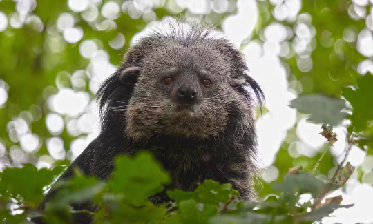 a binturong, or bearcat