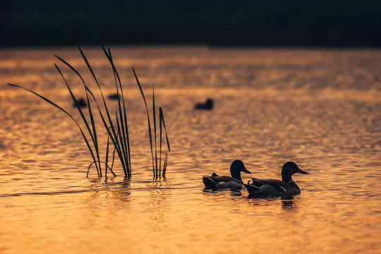 ducks on a lake