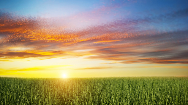 green field at sunset