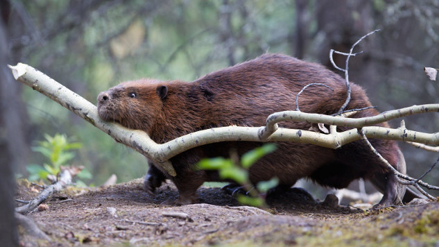 beaver at work 7 29