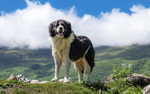 dog standing proudly out in nature