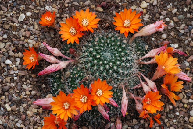 cactus in full bloom