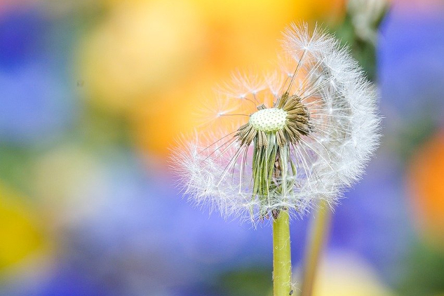 dandelion flower in seed