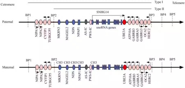 Diagram showing the genetic differences on chromosome 15 related to Prader-Willi and Angelman syndromes, highlighting the influence of paternal and maternal genes on behavior and development.