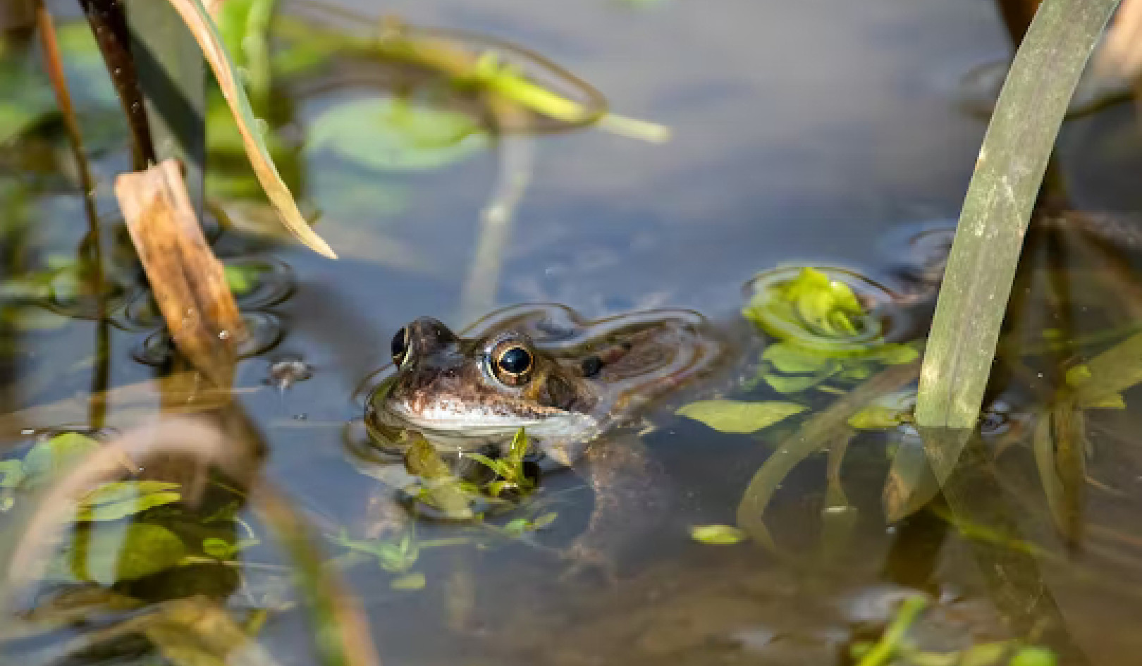 Mass Extinction Underway: 5 Ways You Can Help Stop Biodiversity Loss