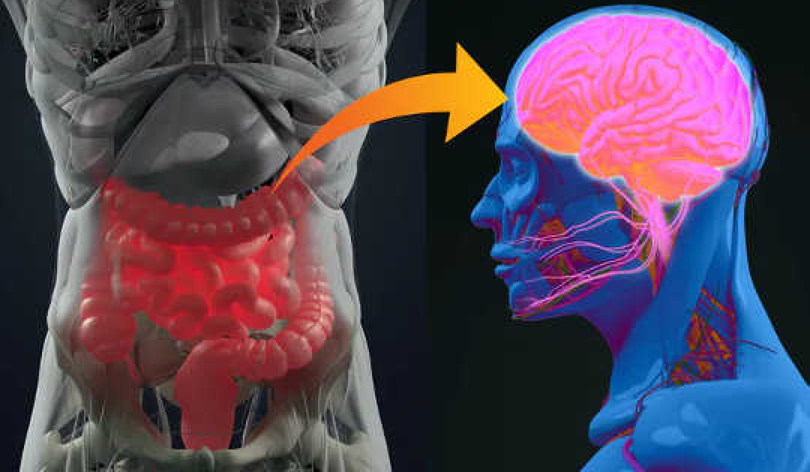 How Your Gut Microbiome May Be Linked To Dementia, Parkinson's Disease and MS