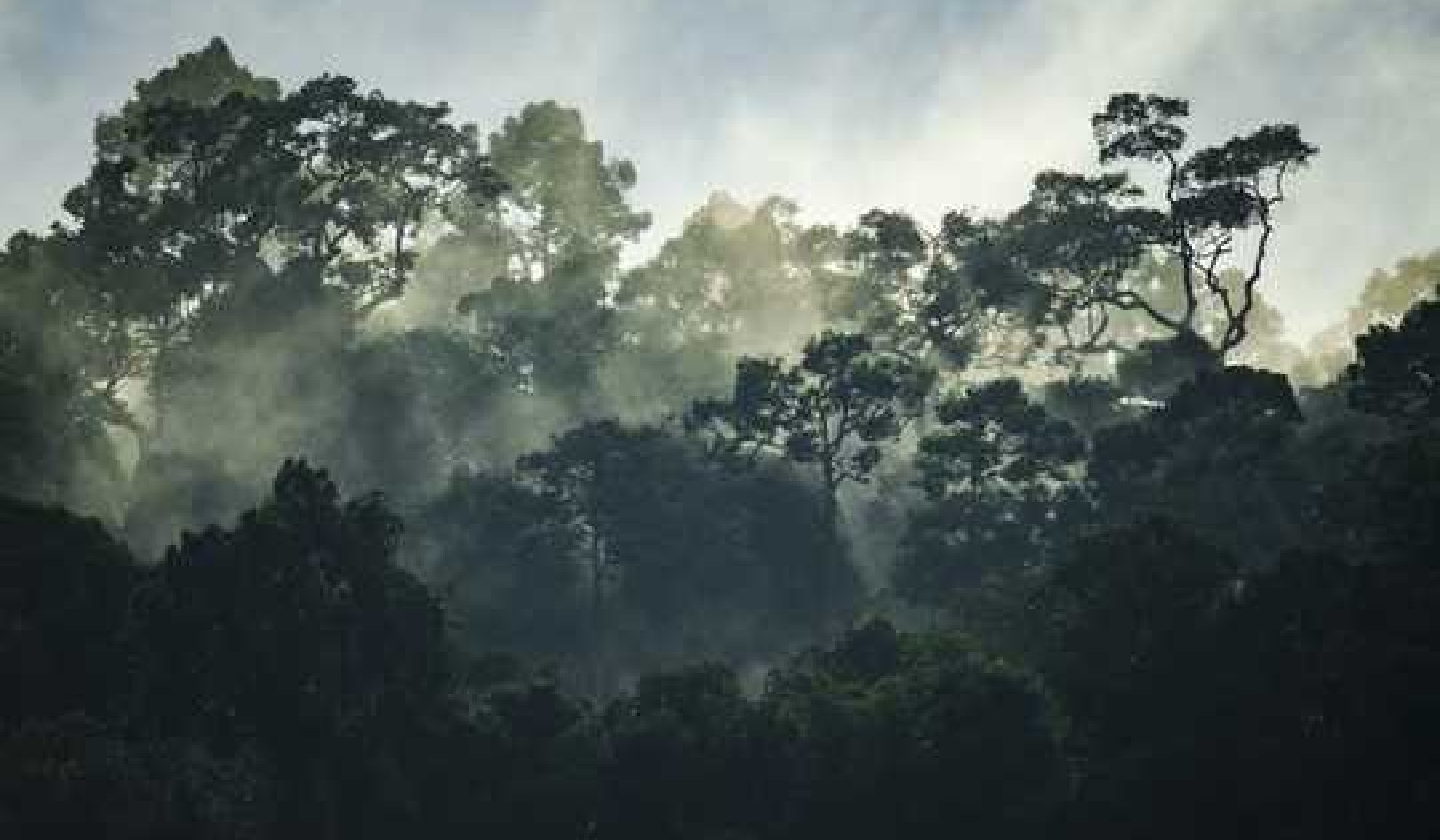 Why Rainforests Are Losing Their Power To Help Humanity