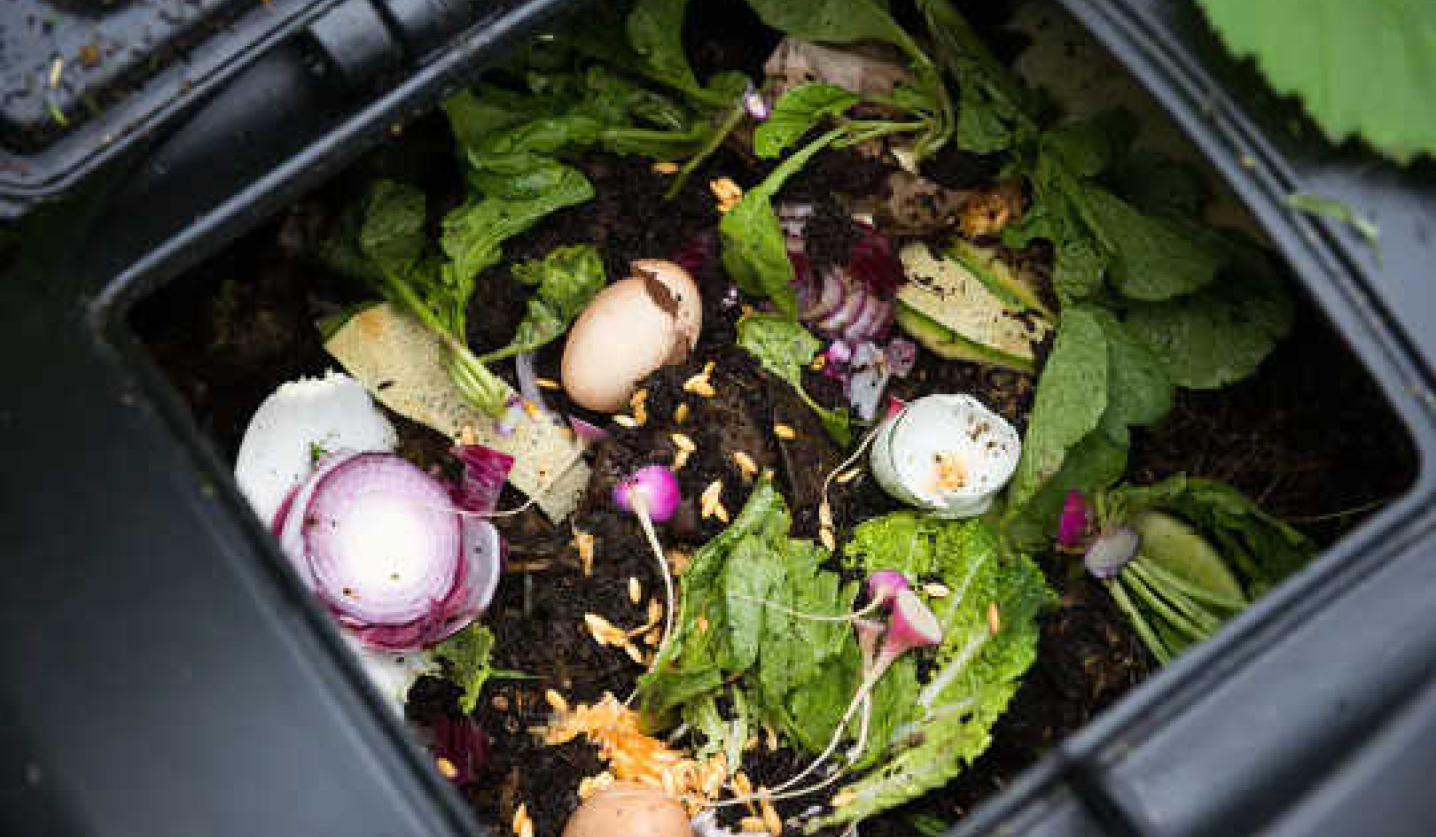 What Can Go In The Compost Bin? Some Tips To Help Your Garden and Keep Away The Pests