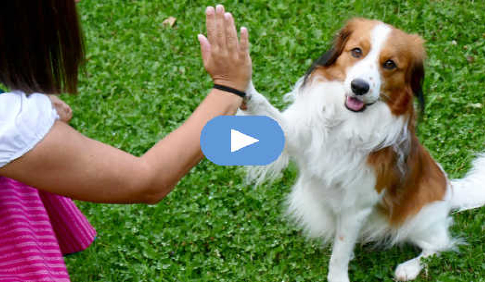 5 Things That Can Interfere with Clear Interspecies Communication (Video)