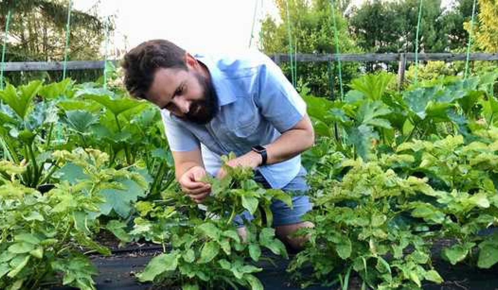 How To Manage Plant Pests And Diseases In Your Victory Garden