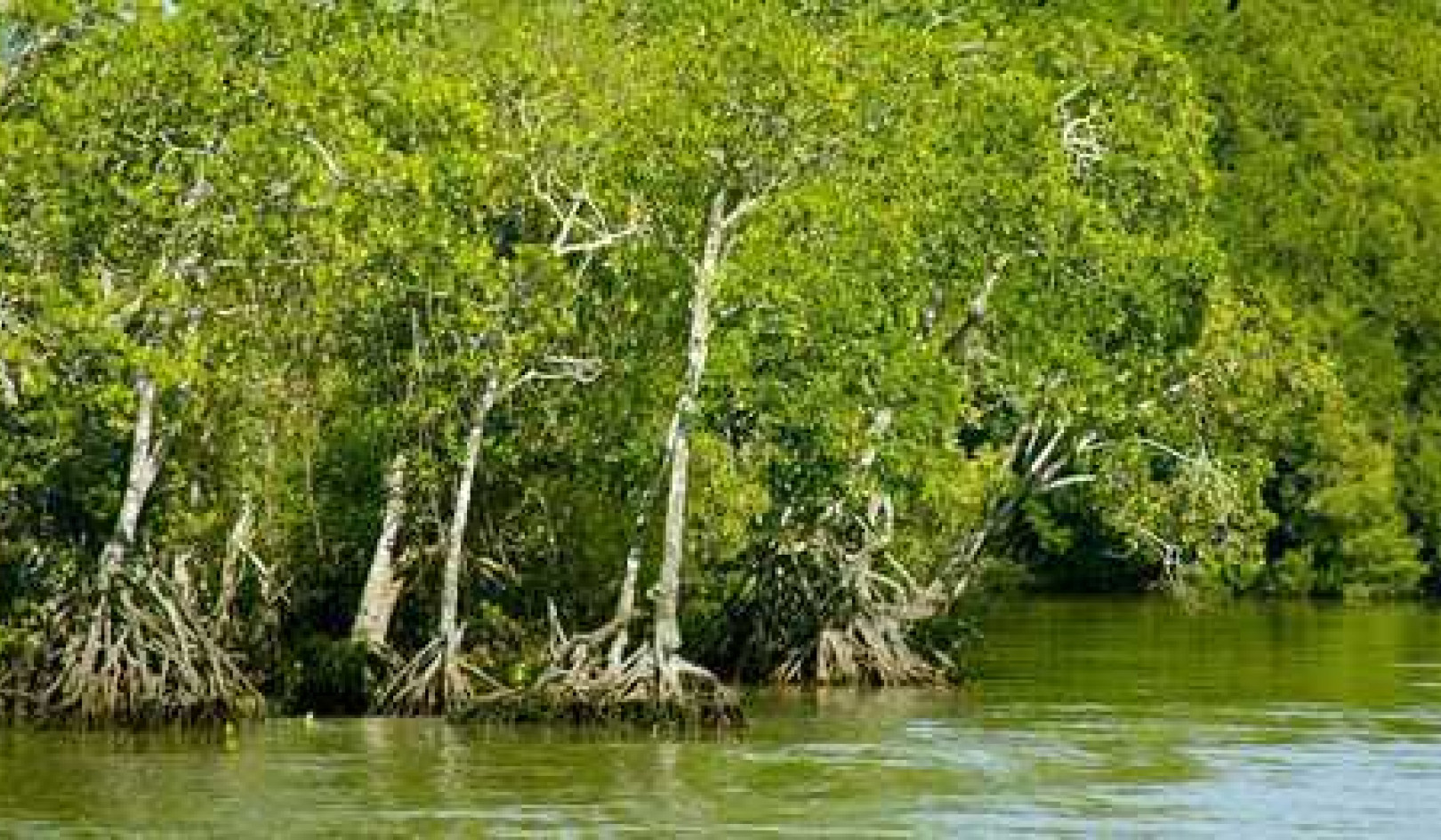 Rising Seas Allow Coastal Wetlands To Store More Carbon