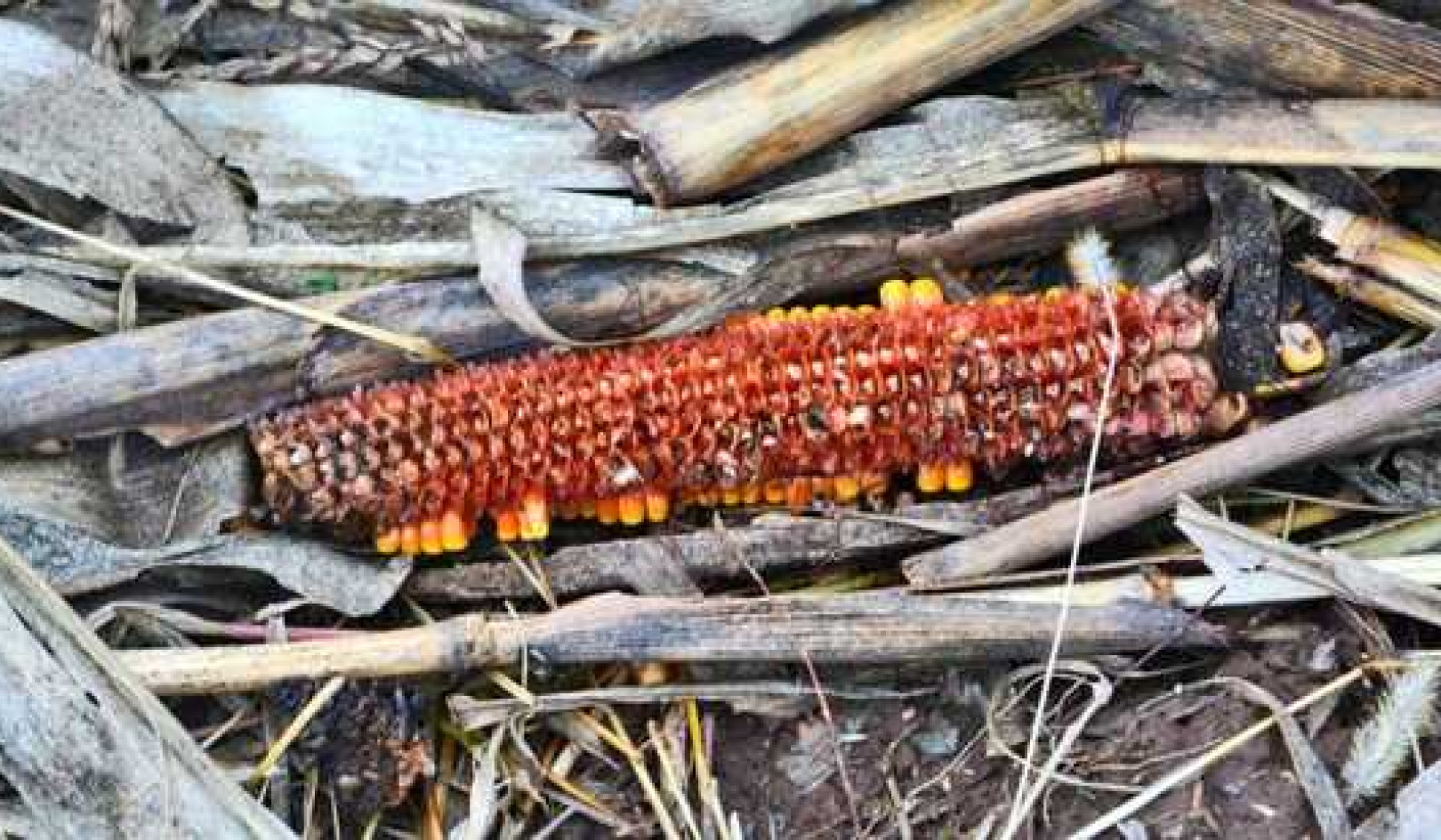 To sequester carbon, leave crop leftovers to rot?