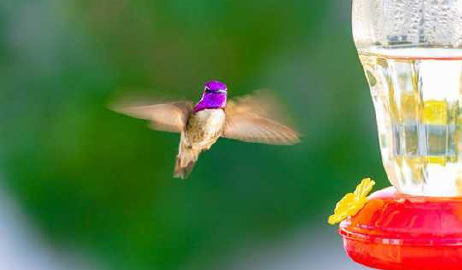 Here Are Some Tips For Feeding Wild Birds The Right Way