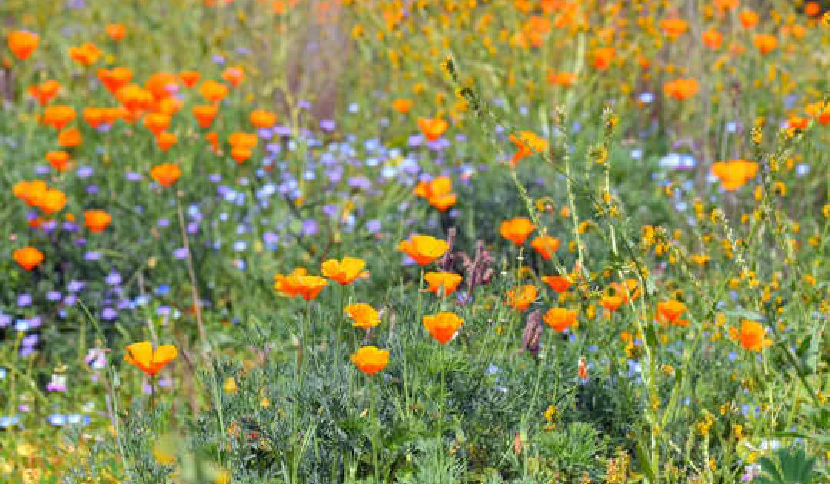 To Help Insects, Here's How To Make Them Welcome In Your Garden