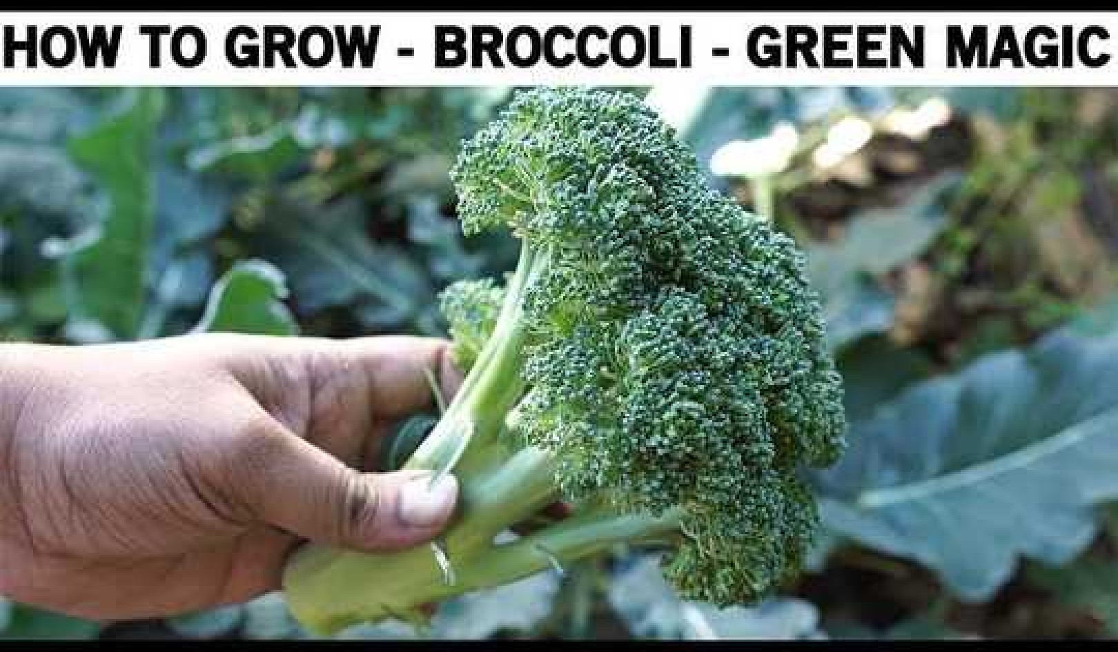 How To Grow Broccoli