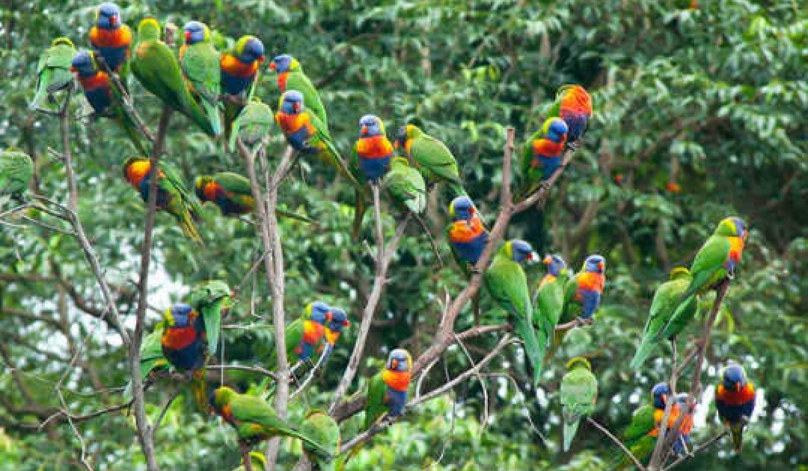 Birdwatching Is A Huge Help For Bushfire Recovery