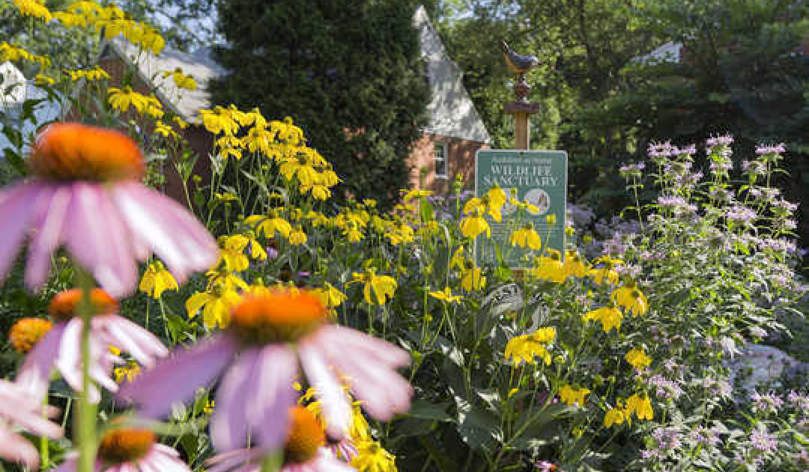 How to Turn Your Yard Into an Ecological Oasis