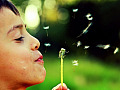 a person blowing the seeds of a spent dandelion flower