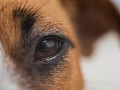 A person making eye contact with their dog, reflecting a deep emotional and neural connection.