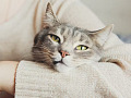 A thoughtful image of a cat sitting quietly by a window, gazing outside.