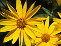 two radiant golden colored flowers with petals