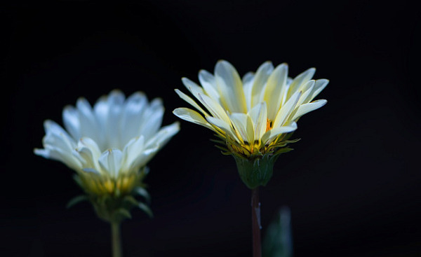 two white flowers in bloom