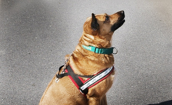 sitting dog wearing a harness and waiting for a command (or maybe a treat)