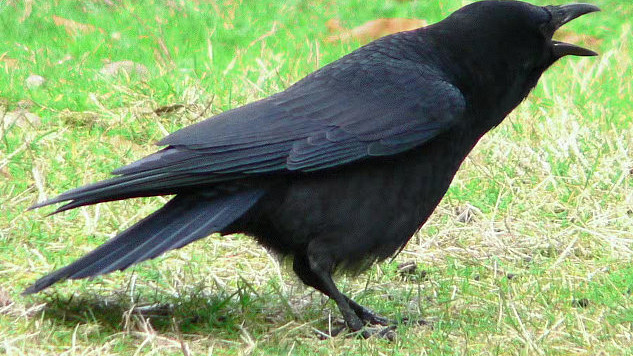 American crow calling, highlighting the intelligence and cognitive abilities of crows.