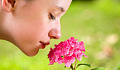 A close-up of a person gently holding a flower near their nose with eyes closed, symbolizing the sense of smell.