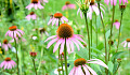 echinacea flowers