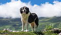 dog standing proudly out in nature