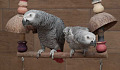 African grey parrots are better off with some company. Papooga, CC BY