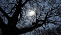 the bare branches of a very big old tree contrasting with the light behind it