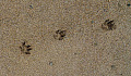 paw prints in the sand