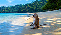 monkey sitting on a beach