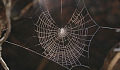 spider web