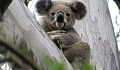 koala bear "stuck" in a tree