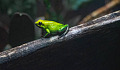 a green frog sitting on a branch