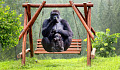 adult gorilla and baby gorilla sitting on a swing