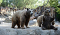 a bear sitting on its hind legs, and another standing on its 4 legs