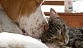 Can Dogs & Cats Live Together Peacefully & Happily?