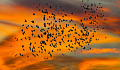 flock of birds in the sky at sunset