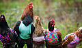 How Chickens Took Over The World