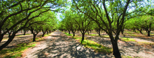 Drought Impact: California Goes Nuts For Water