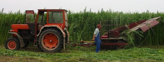 hemp harvesting