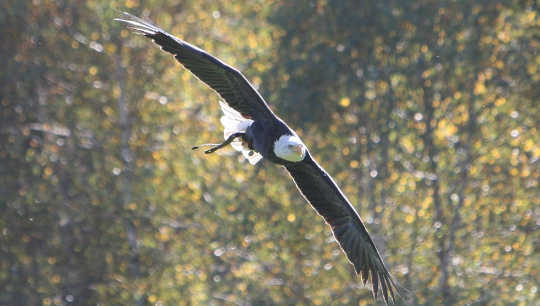 Why America’s Birds Are Flying Into The Danger Zone