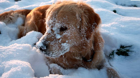 Staying Joyful during the Cold Seasons