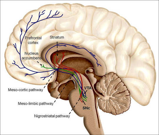 dopamine and addiction