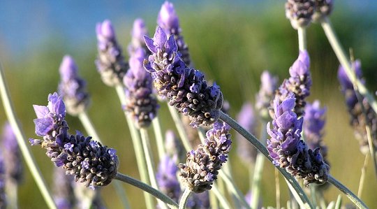 What Is Aromatherapy?