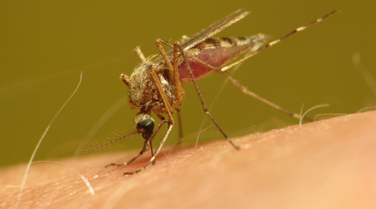 Why Mosquitoes Seem To Bite Some People More